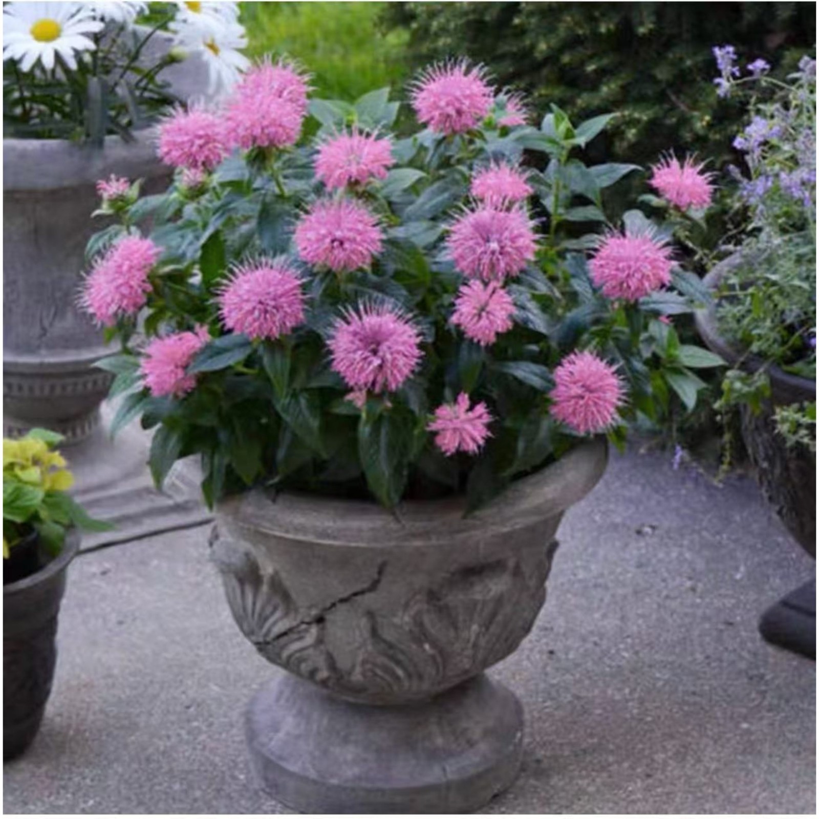 1000 Pink Bee Balm Seeds Monarda – Perennial Flower for Pollinators Zones 4–9