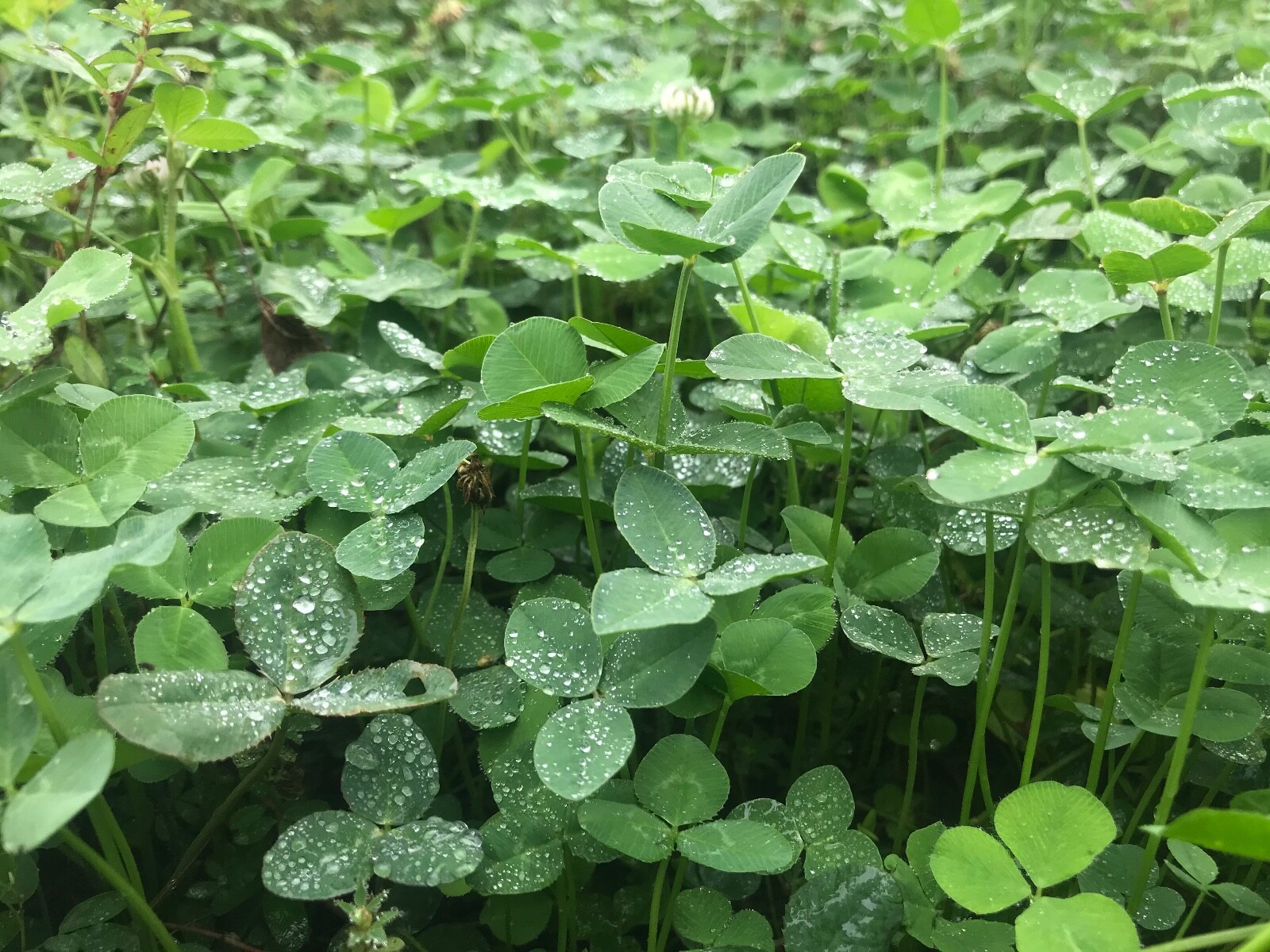 Clover & Chicory Deer/turkey Annual Food Plot Seed Mix – Spring/Fall 1/2 Acre