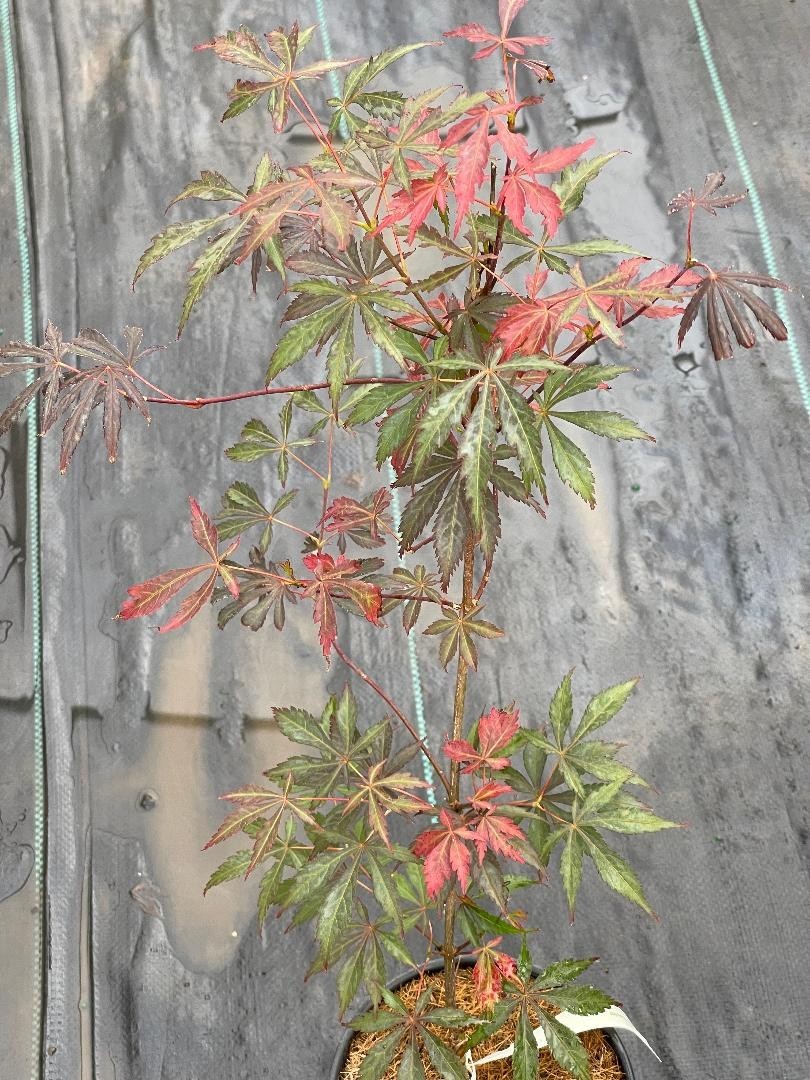 Acer shirasawanum ‘Purple Thunder’ (Purple Thunder Full Moon Maple)
