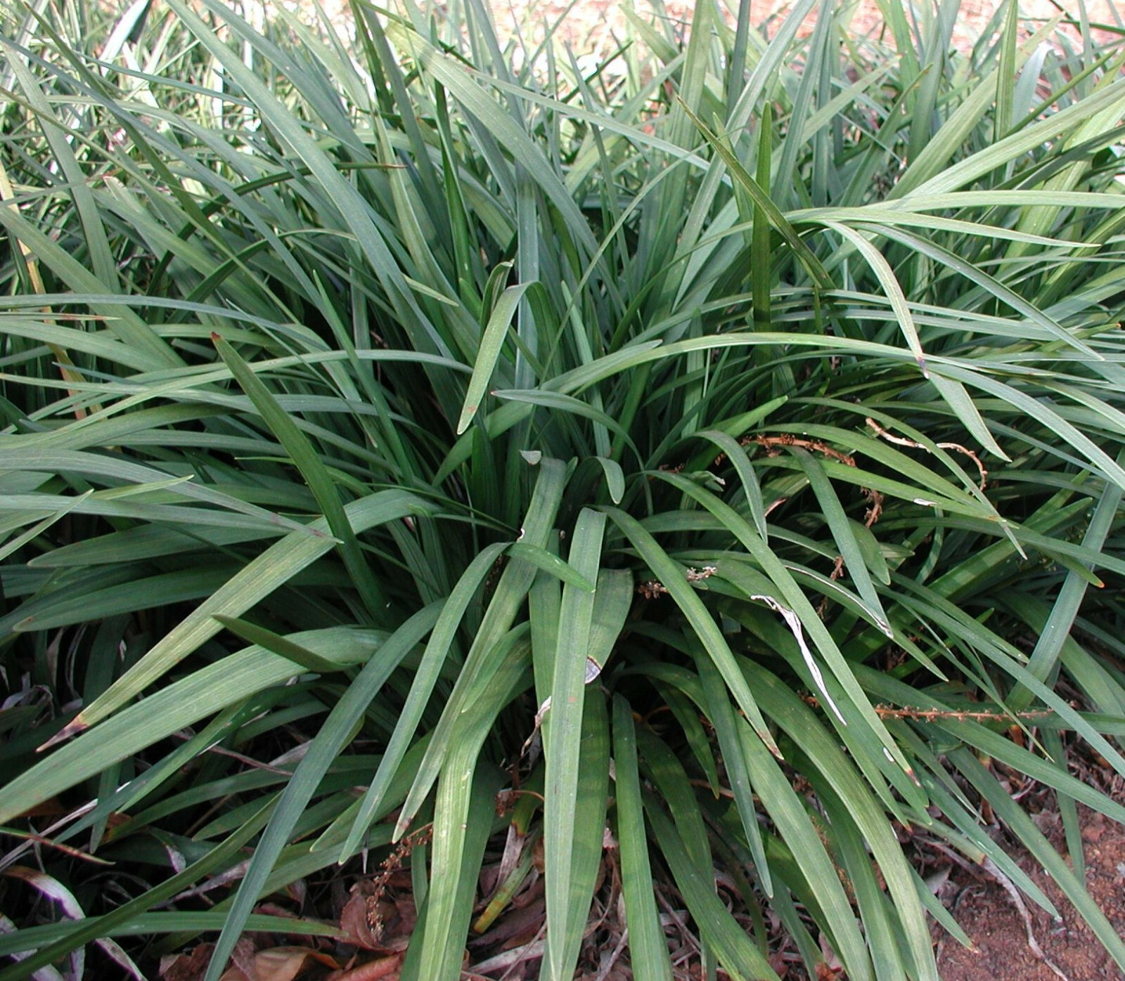 Liriope muscari ‘Emerald Goddess’ 25 Plants in 3-1/2 inch Pots