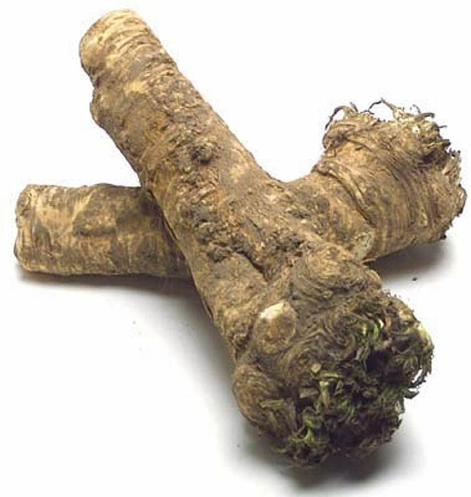 Horseradish Root whole, Ready for Eating, Planting. Can’t Ship internationally.