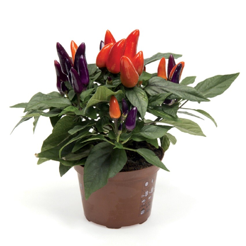 25 Ornamental Pepper Seeds Pepper Ornamental Mambo Purple And Orange