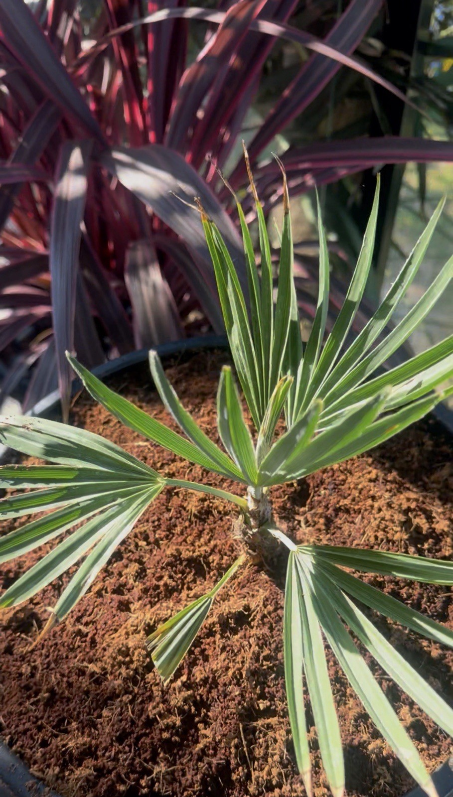 Trachycarpus princeps (Stone Gate Palm) – Rare Blue-Leaf Palm Specimen – LIVE