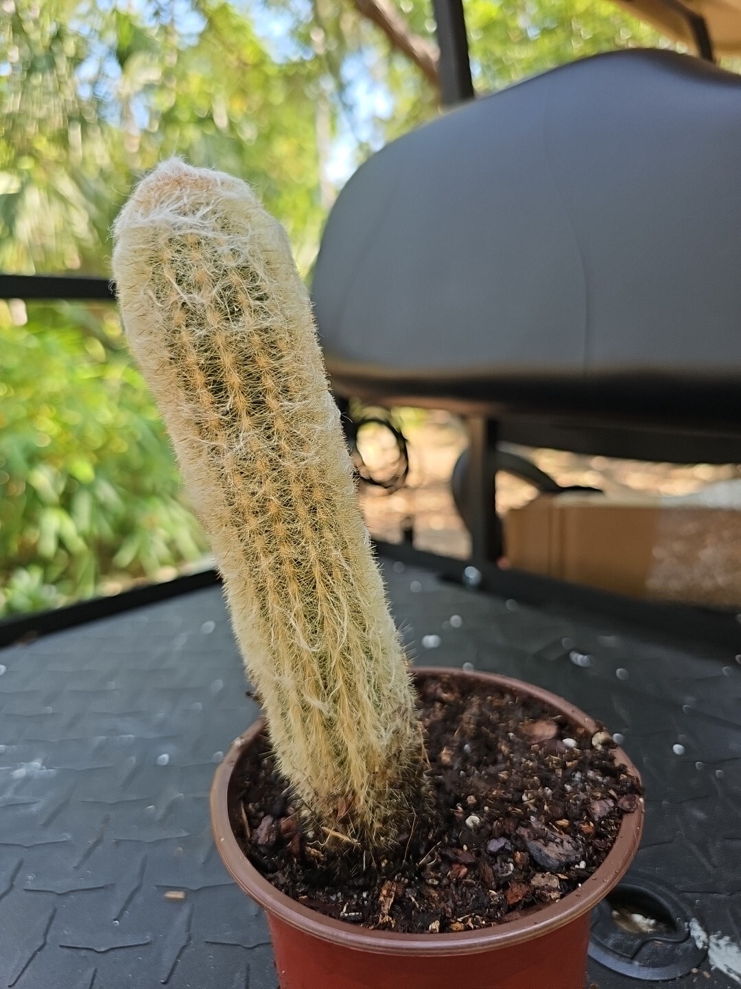 Large Espostoa Melanostele Peruvian Old Man Cotton Cactus Columnar Cactus 7″