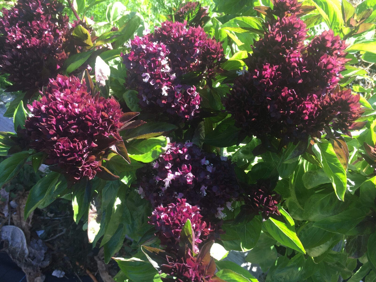 Basil, Cardinal -Live Plant 3″ Starter Pot – Ocimum basilicum ‘Cardinal’