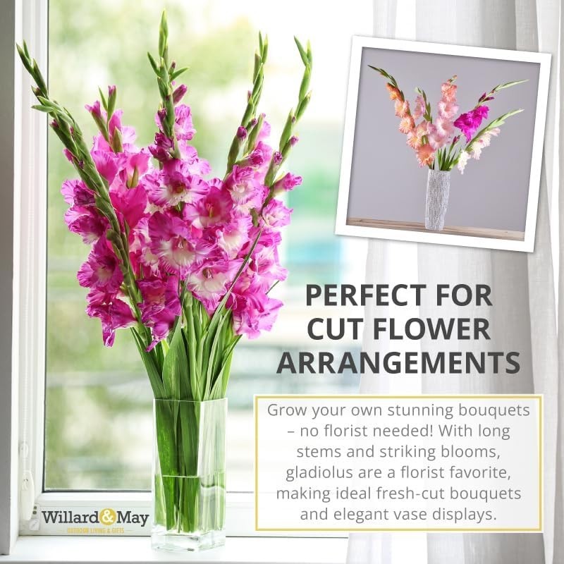 Grower Special Mix Gladiolus Flower Bulbs – 100 Bulbs Assorted Colors – Make …