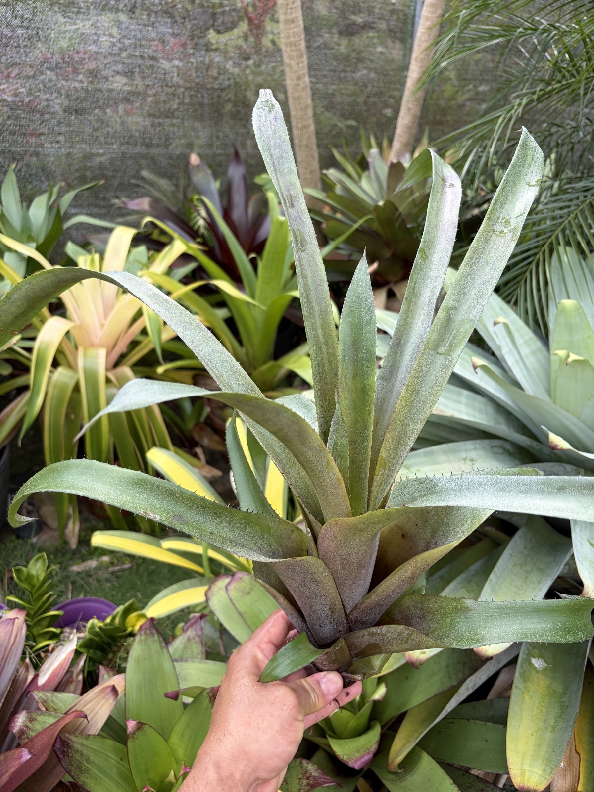 Bromeliad Sale! Hohenbergia ‘Bloody Saber’ (P. Finlayson)