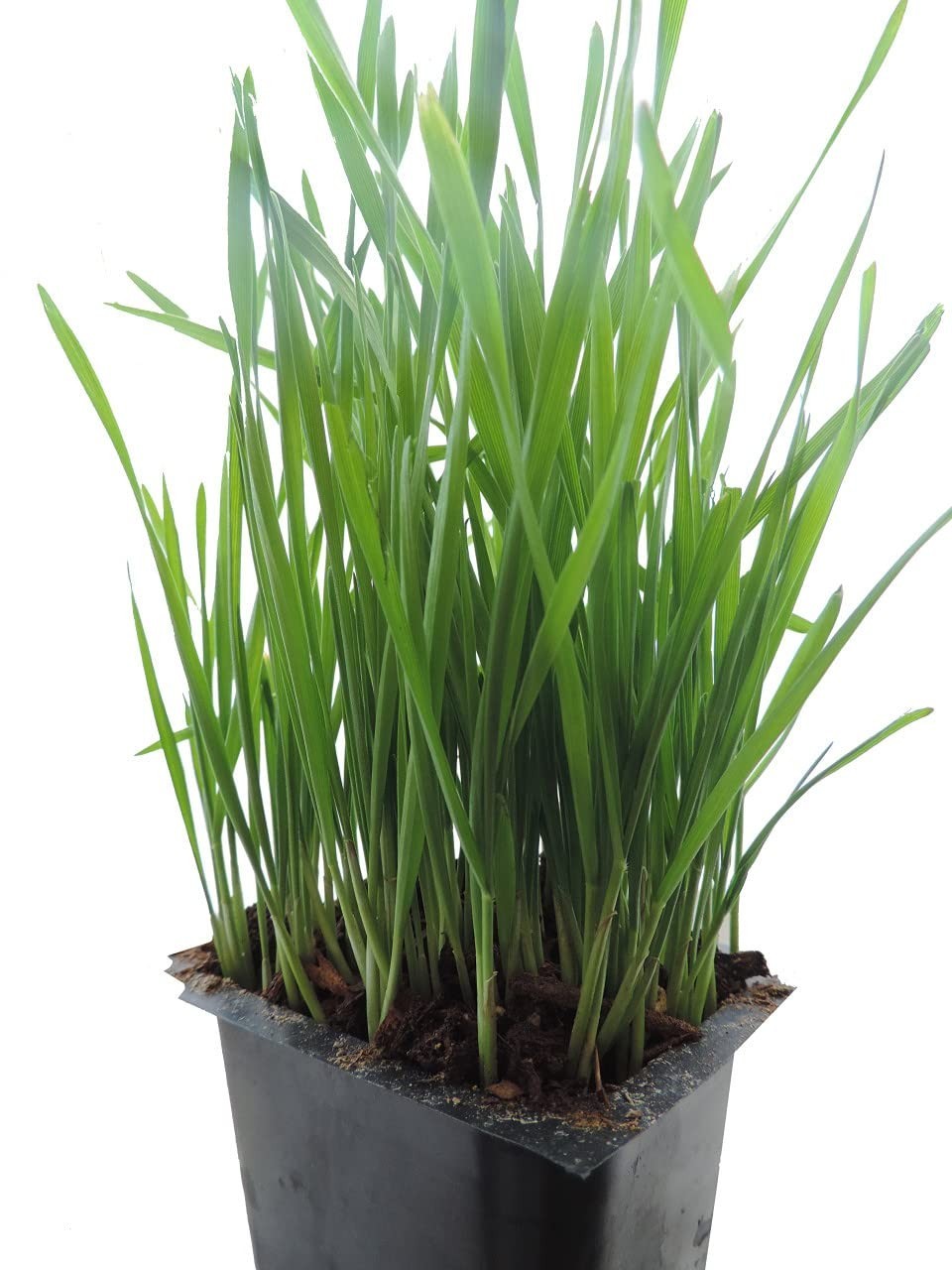Non-GMO Hard Red Winter Wheatgrass Seeds – Chemical Free, High Germination (5 lb