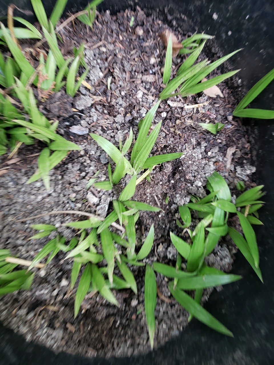 10 King Palm Seedlings from California