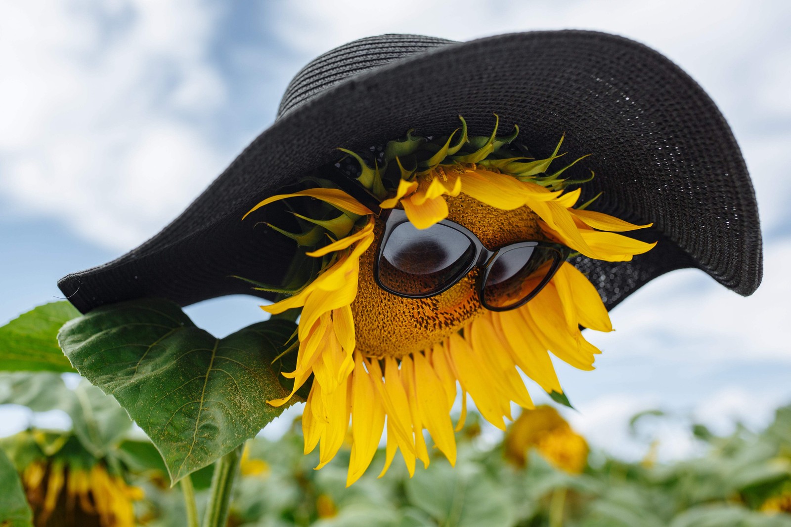 25 EBONY & GOLD SUNFLOWER Helianthus Annuus Flower Seeds