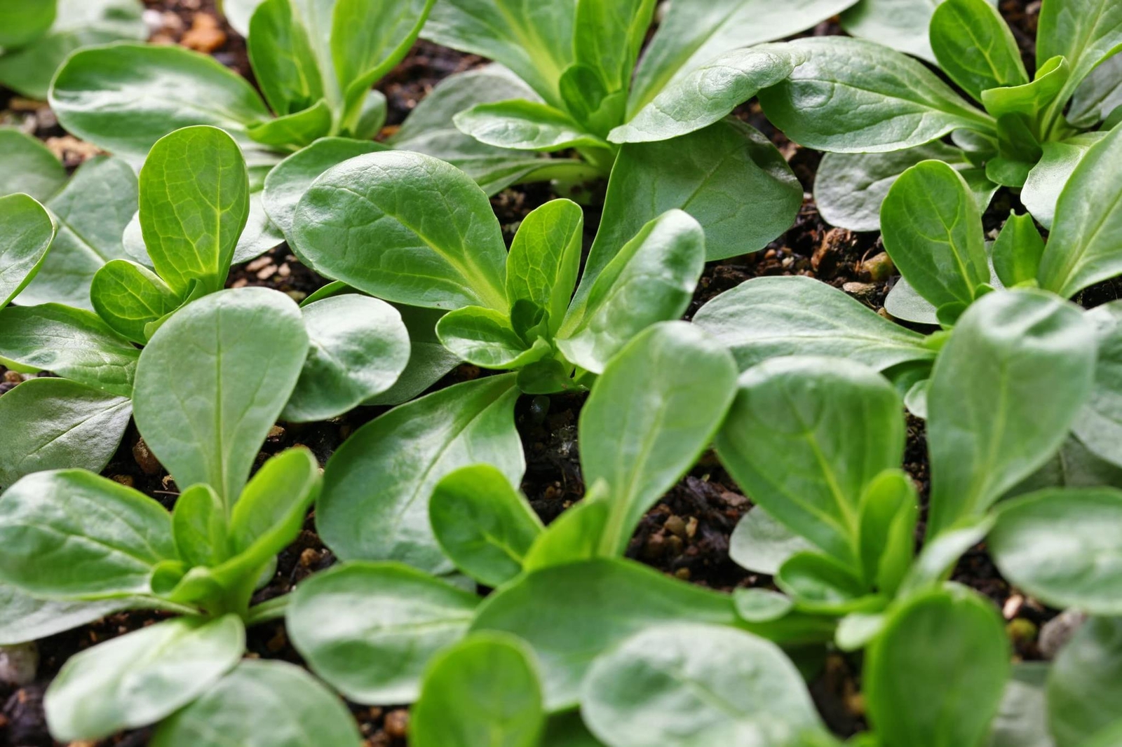 300+ Corn Salad (Mache, Lamb’s Lettuce) Seeds – Ships from Iowa, USA