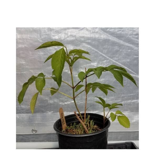 American Elderberry Ranch Live Plant 4″ Pot Sambucus Edible Fruit Immune Support