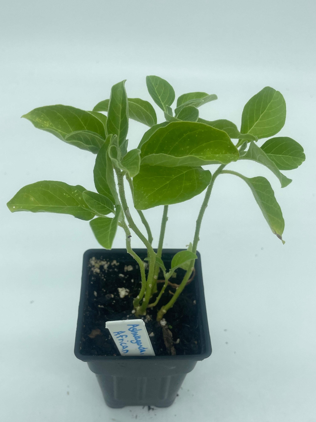 African Ashwagandha Starter Plant – Withania Somnifera