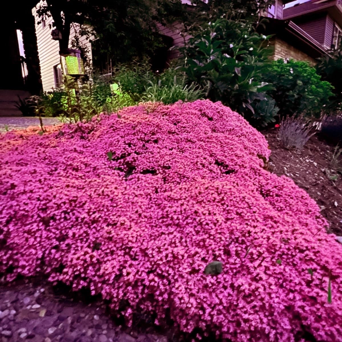 20000+ Magic Pink Creeping Thyme Seeds for Planting Ground Cover Plants Heirloom