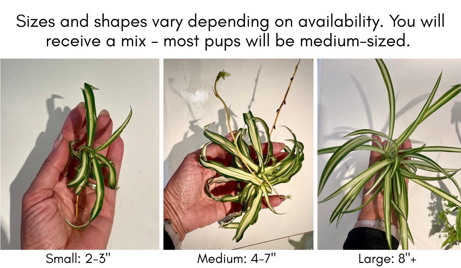 6+ Spider Plant Pups — Beginner Friendly Fast Growing Houseplant — FREE SHIPPING