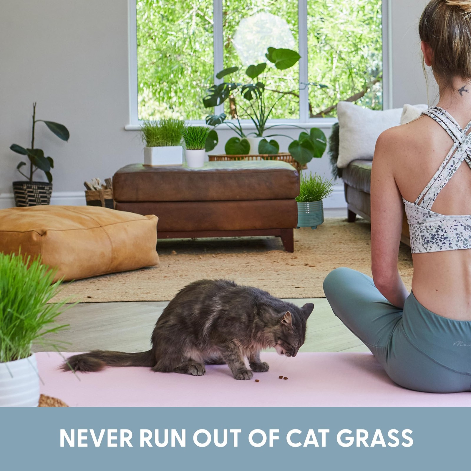 Cat Grass for Indoor Cats – Growing Kit – Organic Cat Grass Seeds, Soil and B…