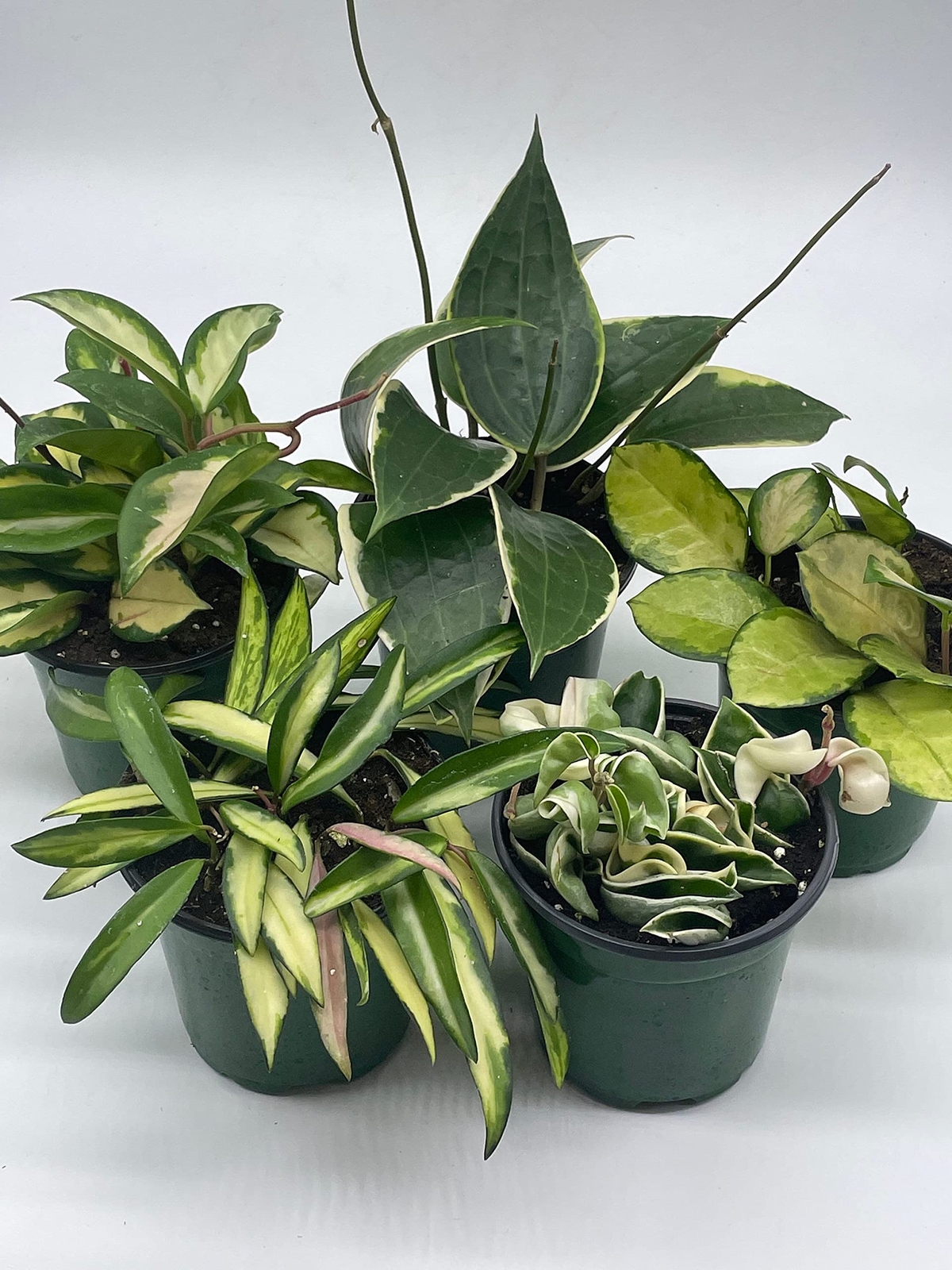 Variegated Hoya Assortment Set, Hindu Rope, Wayetii, Australis, Macrophylla, Kri