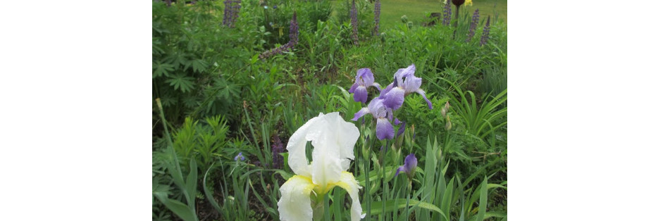 10 Iris Fresh Bearded Iris Rhizomes Mixed Varieties