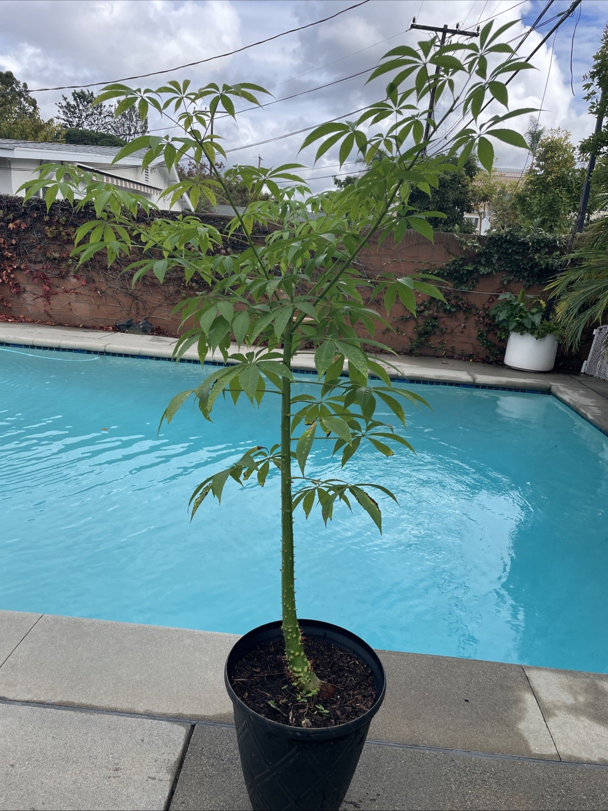 Ceiba speciosa Chorisia, Silk Floss Tree LIVE Plant 5 Gallon Extra Spikey!