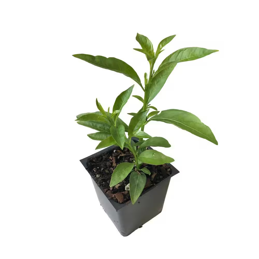 Night Blooming Jasmine 3 Total Plants in 3 Separate 4 In. Pot