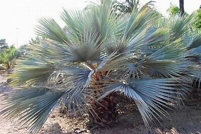 Mexican Blue Hesper Palm Tree Seeds ~ Brahea Armata ~ Mexican Blue Palm Tree ~