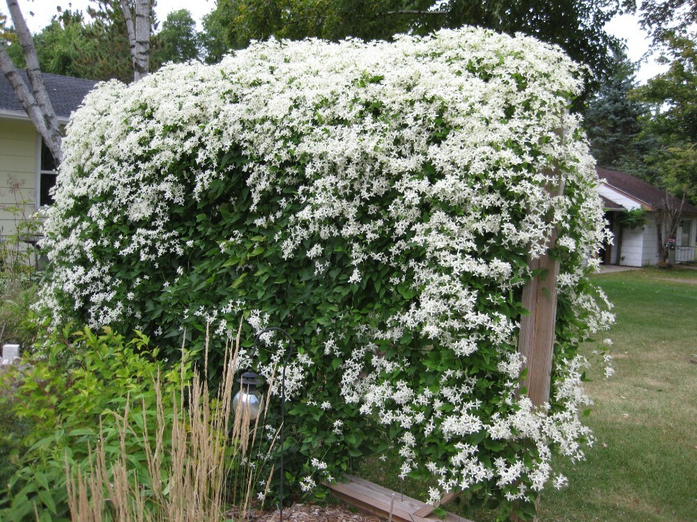 Clematis Paniculata Sweet Autumn Clematis Vine Live Plant Fragrant 2.5″ Pot