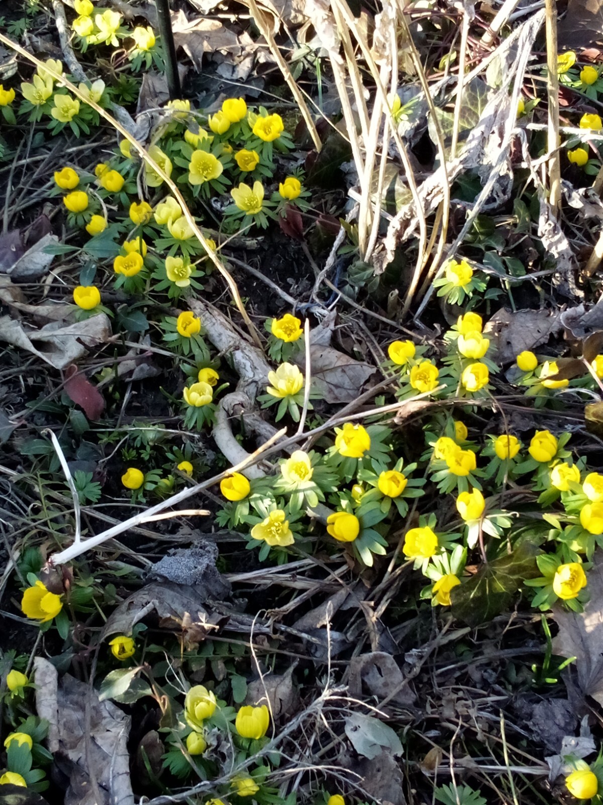100 SEEDS WINTER ACONITE
