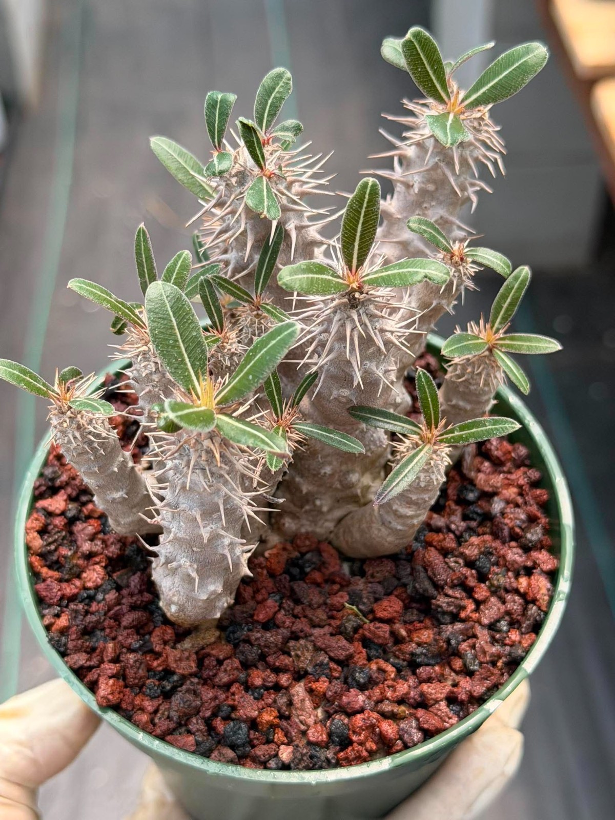 Pachypodium Rosulatum – Rare Succulent Caudex Plant – Live Collectors Specimen