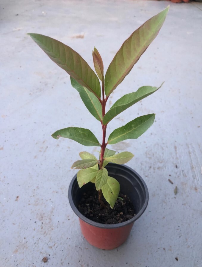 White Guava Starter Plant – 6-10in Tall – 4in Pot – Guava Tropical Fruit
