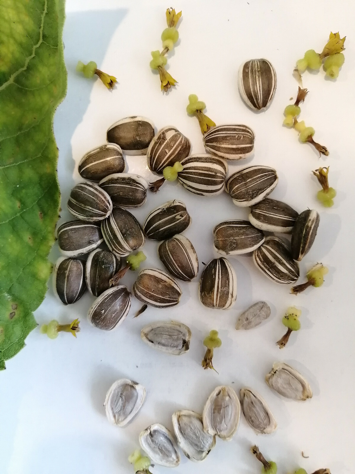 20 Mammoth Grey Stripe Giant Sunflower Seeds Helianthus annuus, for Bees & Birds