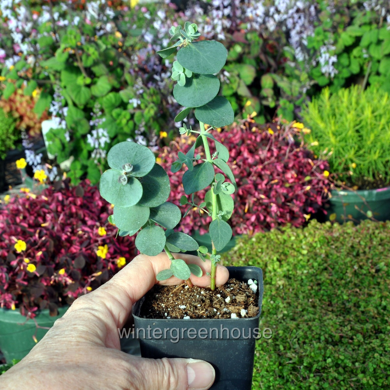 Eucalyptus pulverulenta, Baby blue, Florist Silver Dollar