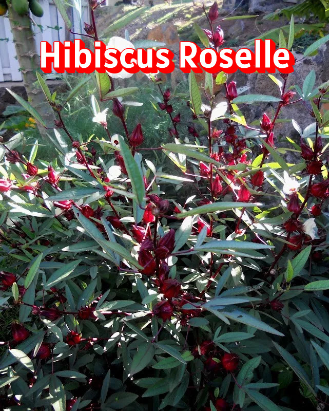 Seeds: Hisbiscus Roselle – Arizona Grown & Harvested