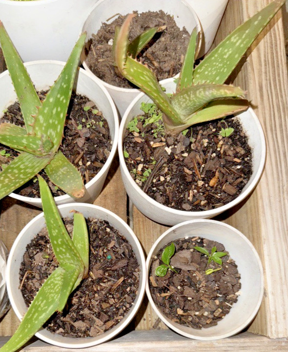 TWO ALOE VERA BARBADENIS 4 TO 15 INCHES WITH ROOT LIVE PLANT SWEET MEDICINAL