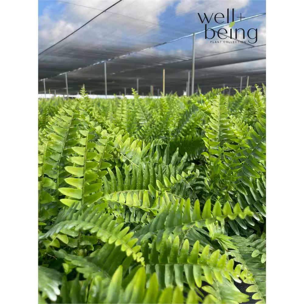 2 Qt. Macho Fern Tropical Plant (1-Pack)