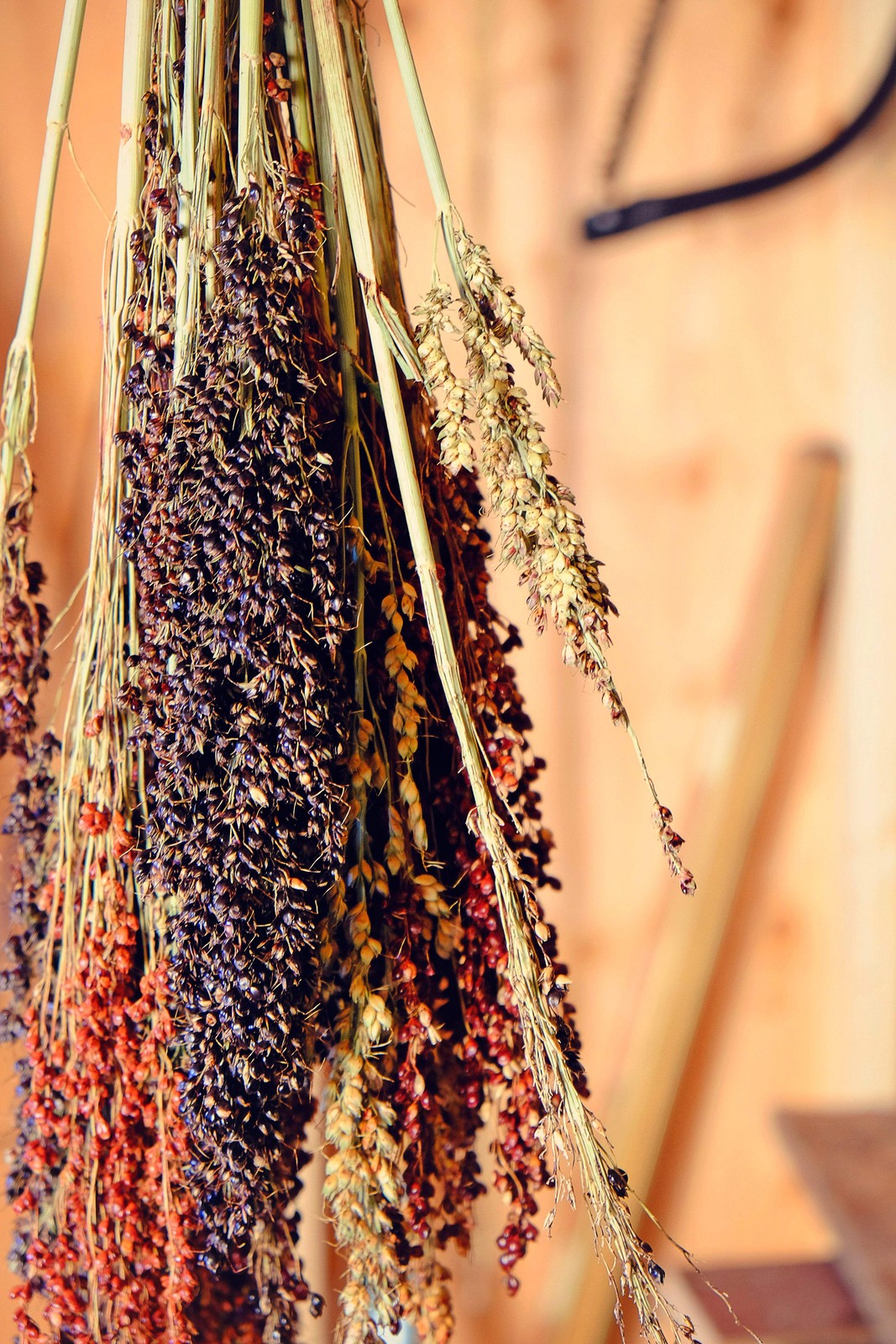50 Mixed Colors BROOM CORN SORGHUM Bicolor Heirloom Grain Seeds for Dried Decor