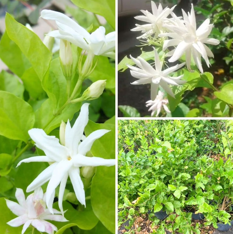 Belle of India Jasmine Live Plant 4 to 8 Inc Tall-White Jasmine Plant