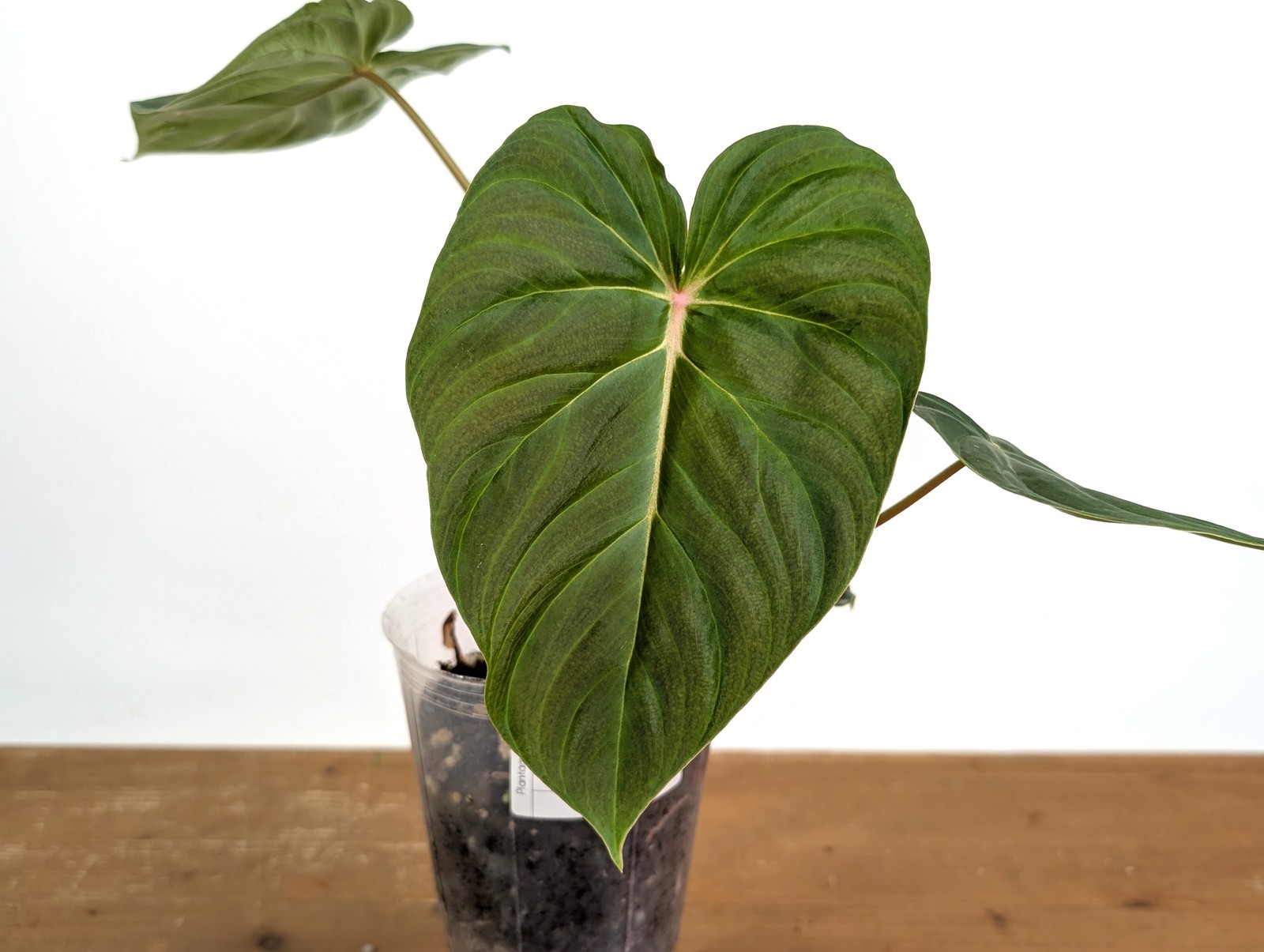Philodendron Verrucosum 2 x Pastazanum