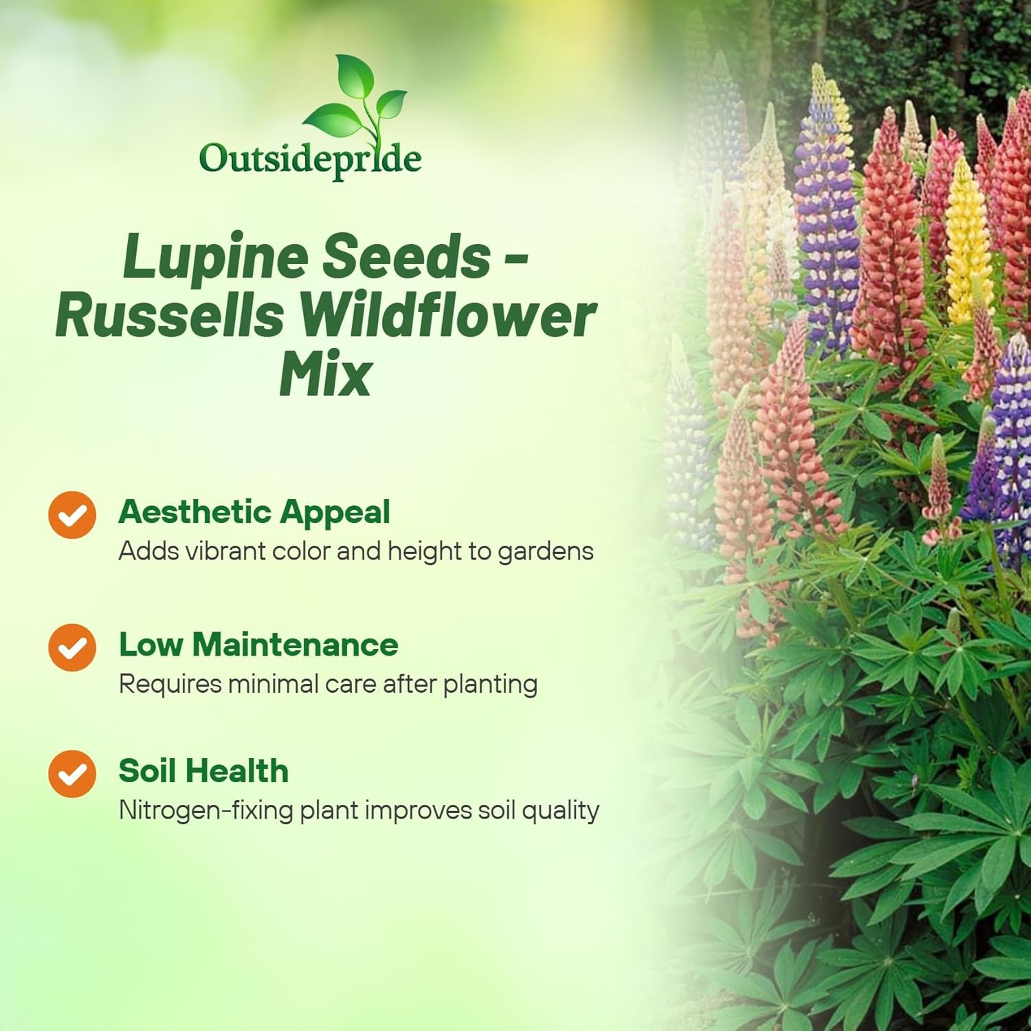 500 Seeds Lupine Seeds For Planting | Lupinus Russell Hybrids Flower Seed Mix