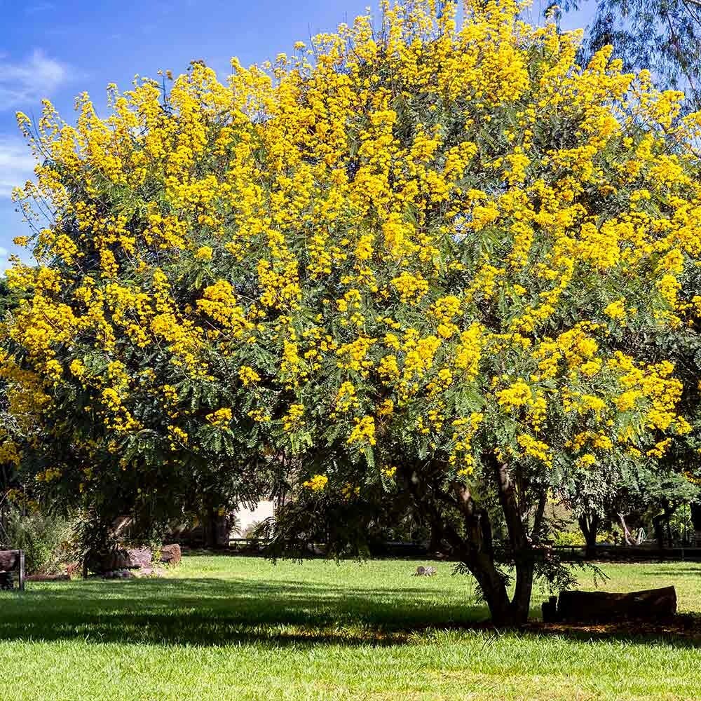 GOLDEN SHOWER TREE SEEDS (Cassia fistula) Weeping Gold Rush Yellow Flowers Fast