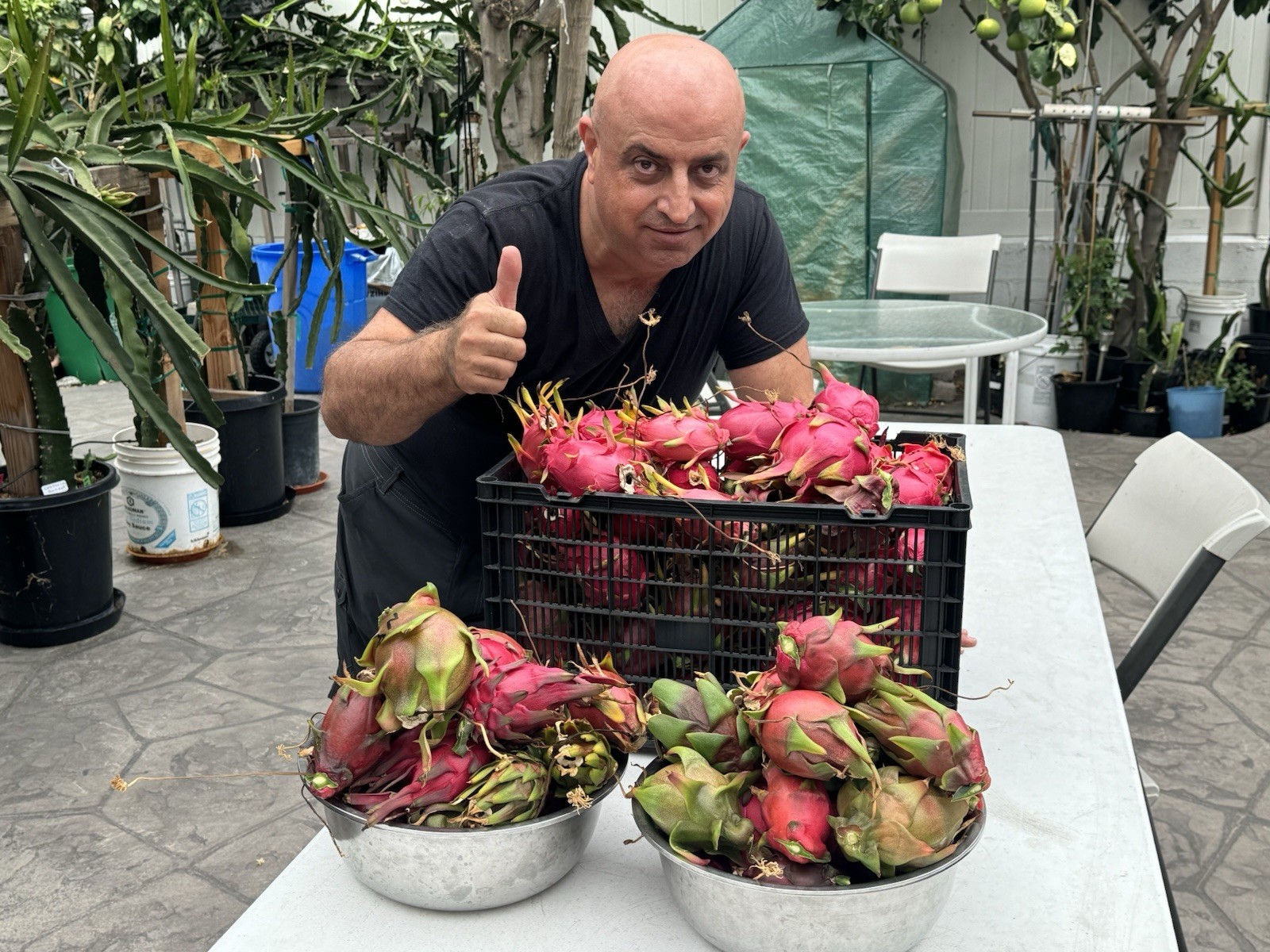 3 Asunta5 DRAGON FRUIT CUTTING 8-12 Inches Check Description