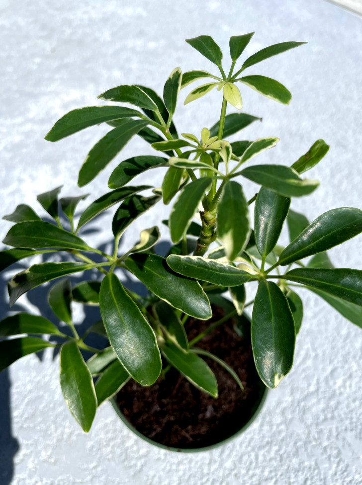Schefflera Dwarf Variegated House Plant Umbrella Tree in 4″ Pot