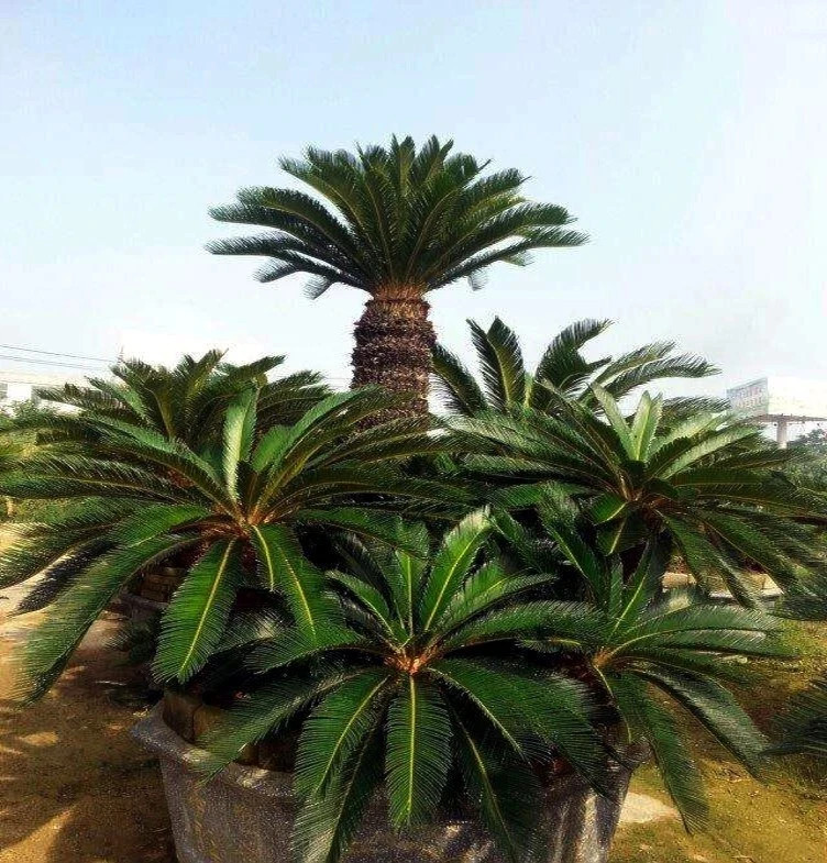 King Sago Palm Seeds (Cycas Revoluta) Rare Tropical Prehistoric Cycad Hardy-8