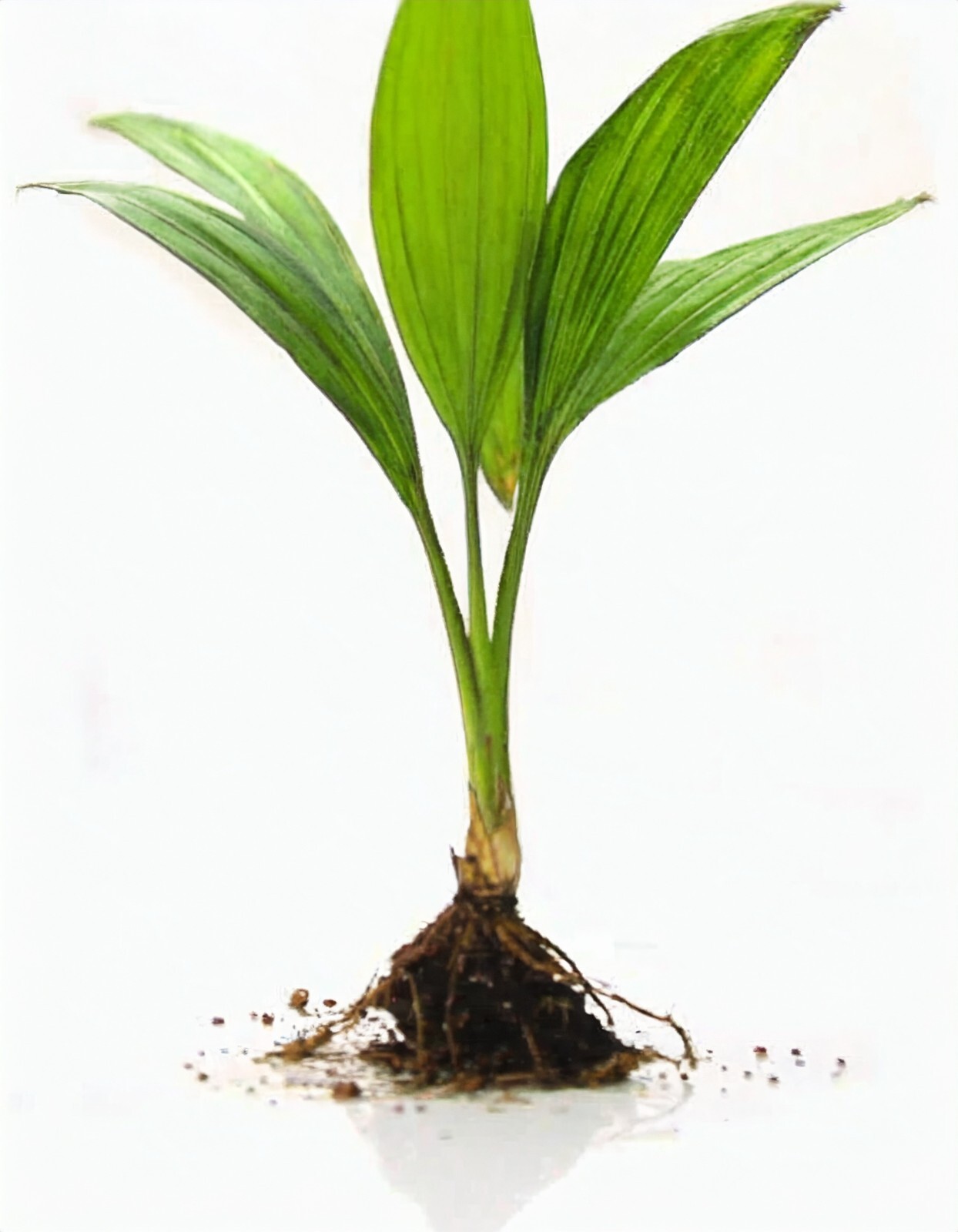 1 FT Tall : EX RARE : LIVE Prestoea Acuminata Sierra Palm Shade Rainforest Exoti