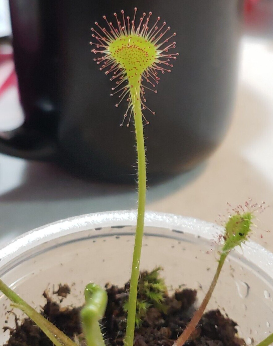 Drosera Rotundifolia Adult Potted Sundew Carnivorous Plant WA Location Data!