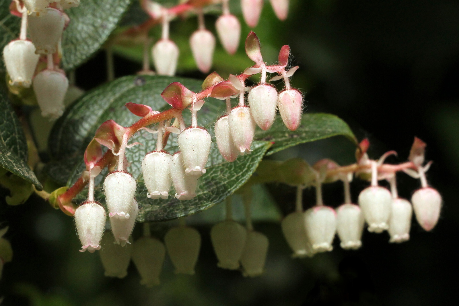 Salal Gaultheria shallon – Ground Cover, Erosion Control, Tasty Berries, Floral