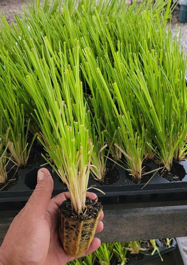( 1 ) – Pink Pampas Grass – Starter Plants ( ME ) ( 1 plant )