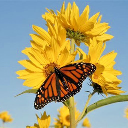 101+MAXIMILIAN Prairie SUNFLOWER Seeds Native Wildflower Heat Cold Drought Fence