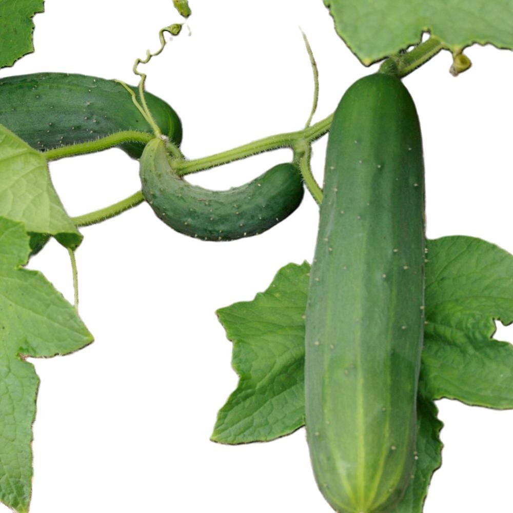 Marketmore 76 Cucumber (slicer) Seeds Free Shipping!