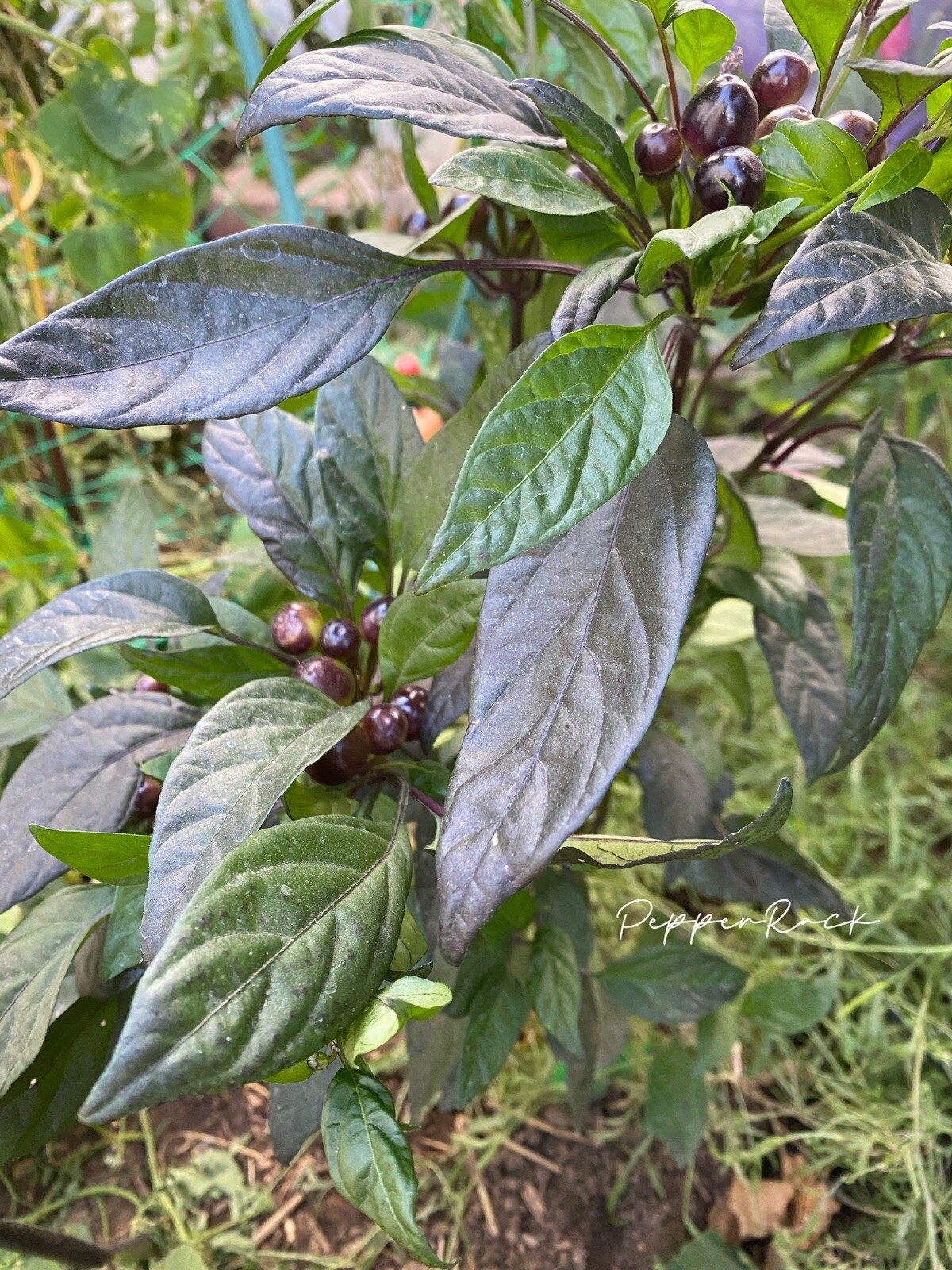 RARE✿ Heirloom Black Pearl Hot Chili Pepper 15 Seeds ●Distinctive Plant
