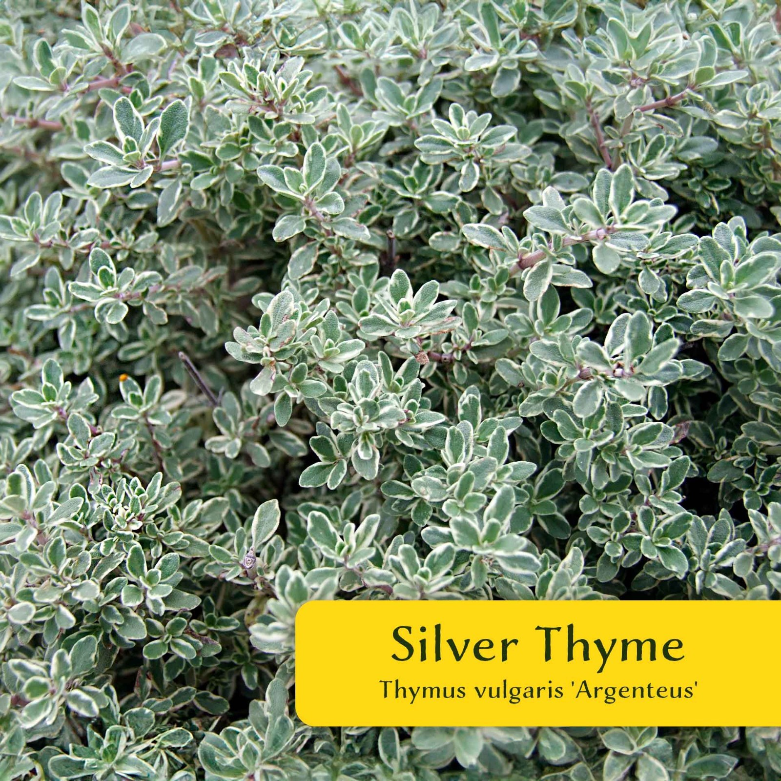 2 Silver Thyme Plants in 3.5″ Cubes, Live Aromatic Variegated Herb (Thymus)